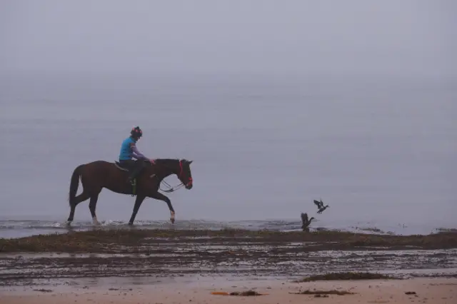 A horse. And some ducks.