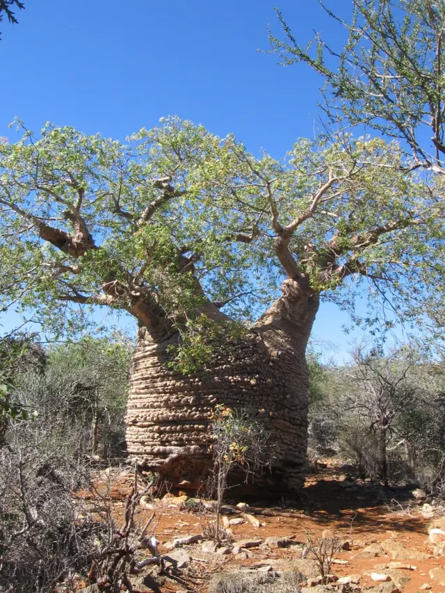 Baobab tree