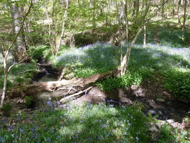 Bluebell wood