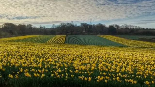 A field of daffodils with a cloudy sky above