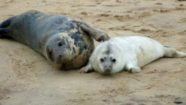 Horsey beach seals