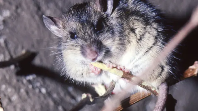 A multimmate rat in Africa