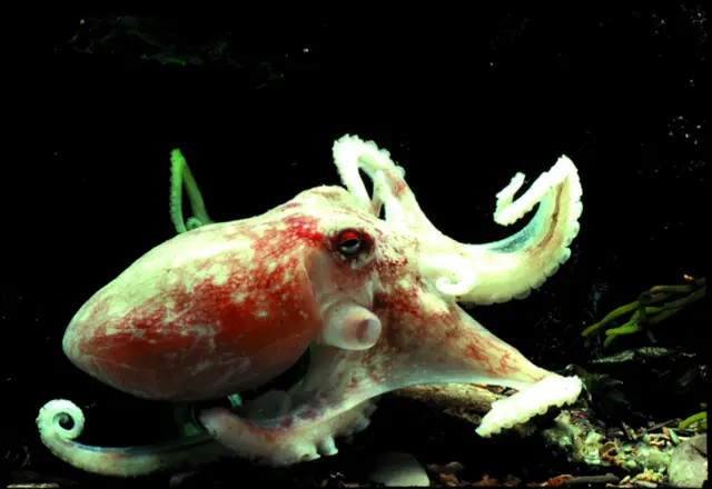 The lesser octopus found stranded on Heacham beach