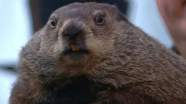 A groundhog