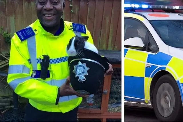 An officer with a rabbit in his police helmet