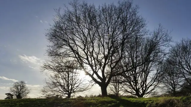 Trentham estate trees