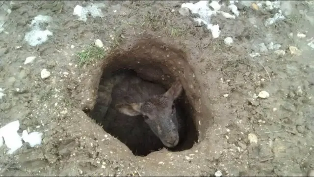 Sheep looks up from the bottom of a deep hole