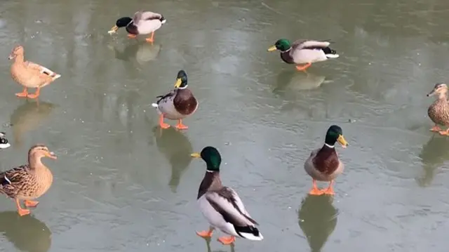 Ducks on a frozen over piece of water