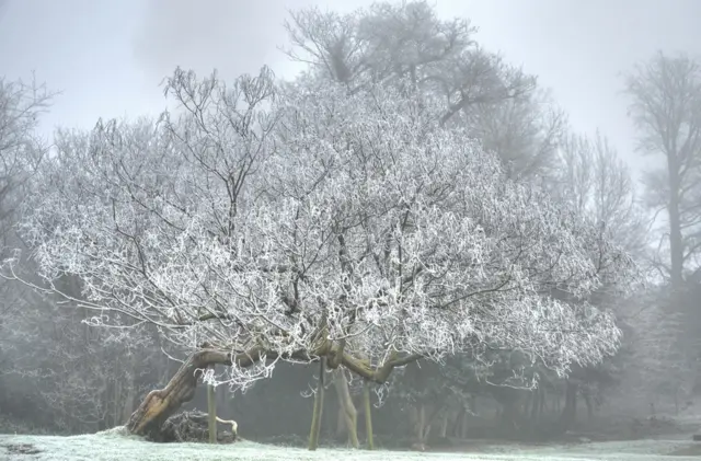 Frozen tree