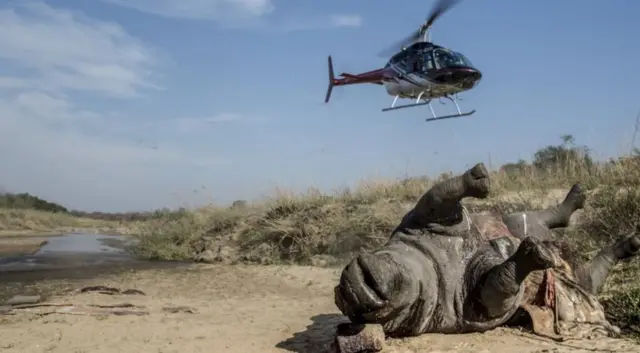 Helicopter in the air near the carcass of a dead rhino