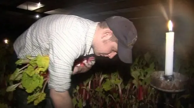 Rhubarb being picked in forcing shed