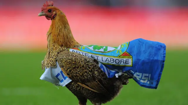 A chicken at Blackburn Rovers