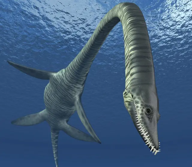 A plesiosaur