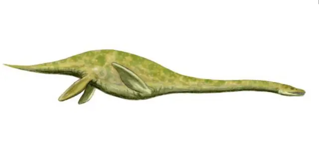 Artist’s impression of Muraenosaurus leedsii