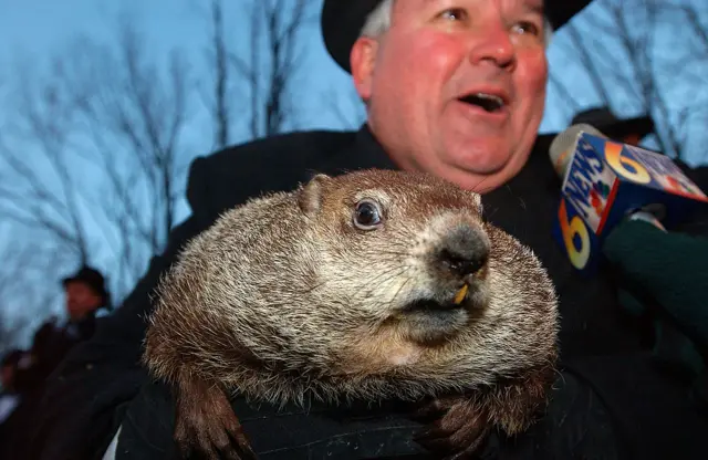 groundhog