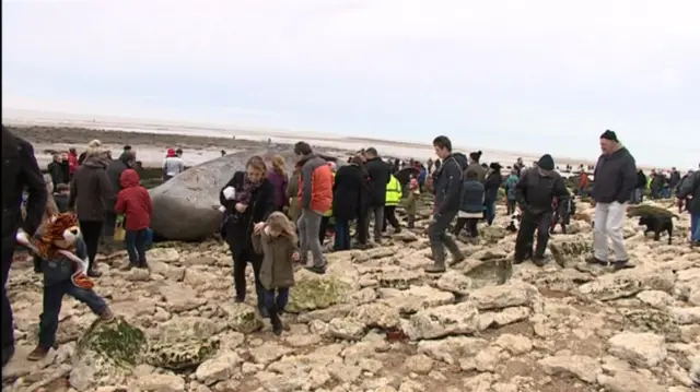 Sightseers to Hunstanton beach and the dead whale