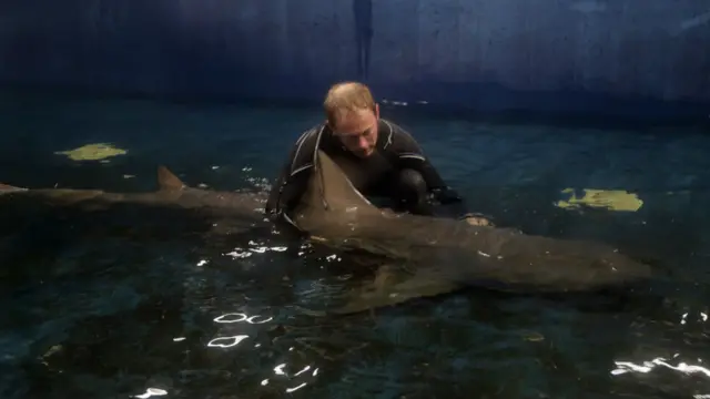 Lemon shark. Pic: National Marine Aquarium