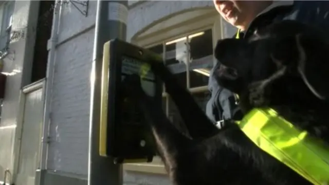 Guide dog operating a pedestrian crossing