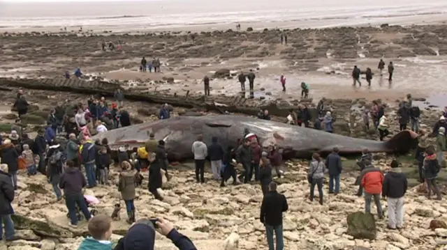 The whale at Hunstanton, with sightseers