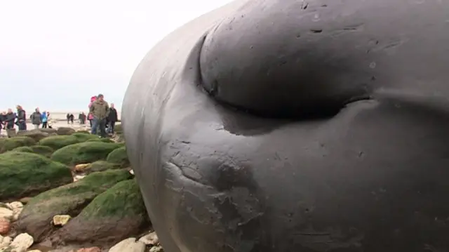 A close-up image of the whale on Hunstanton beach