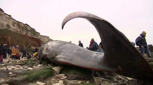 Carcass of sperm whale on Hunstanton beach