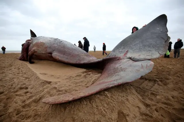 Whale on beach