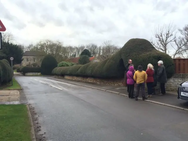 Big hedge