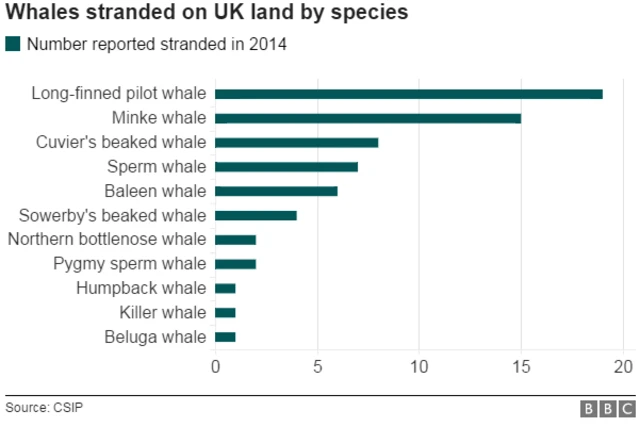 Graphic showing the different species, and the numbers of those species, found stranded in the UK in 2014