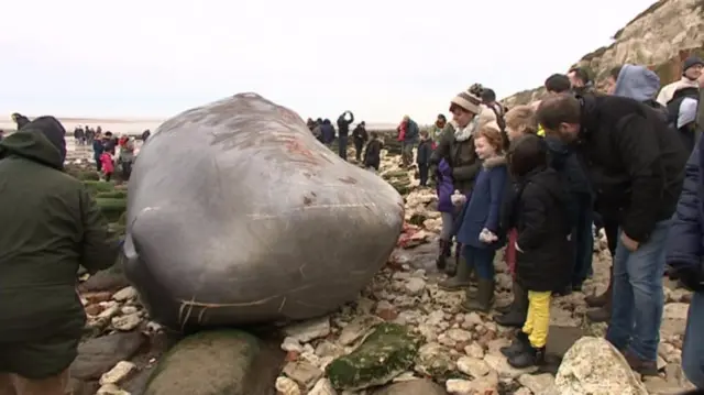 Sightseers with the dead whale