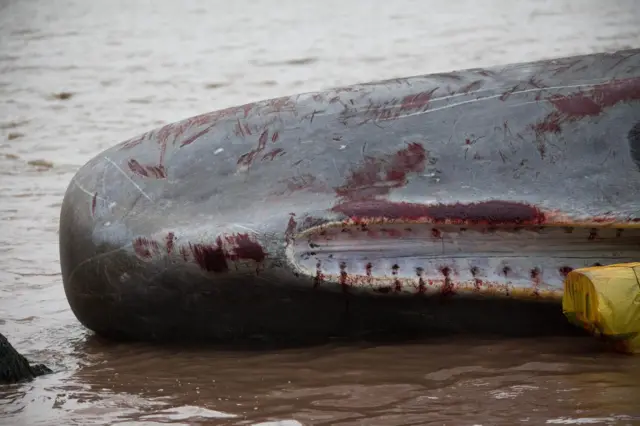 Body of dead sperm whale on Hunstanton beach