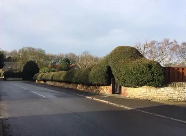 Big hedge