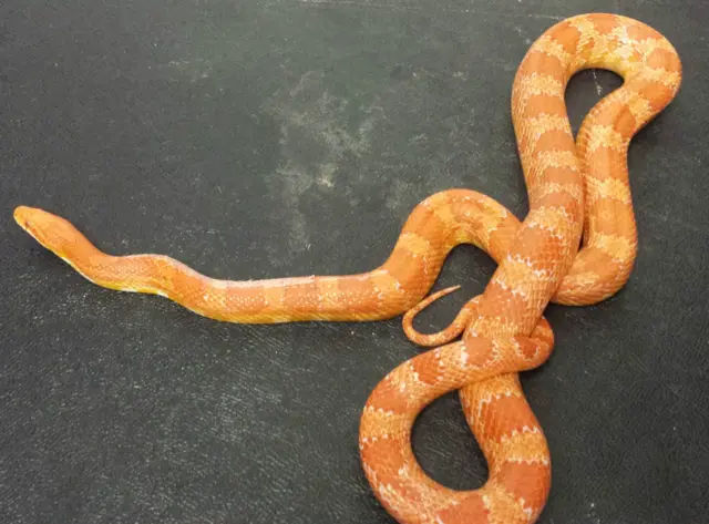 Orange cornsnake found in bn