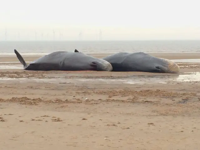 Whales at Gibraltar Point