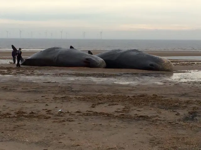 Two dead whales on Skegness beach