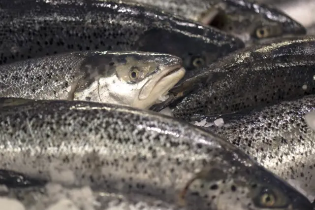 Norway farmed salmon