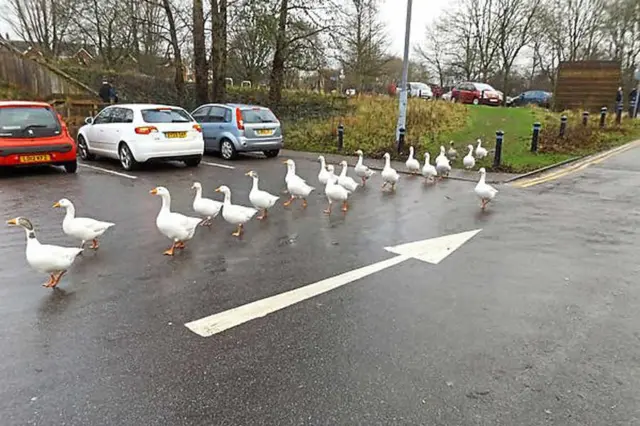 Quackers – the ducks form an orderly queue heading the wrong way in Westport Lake Visitor Centre’s cark park