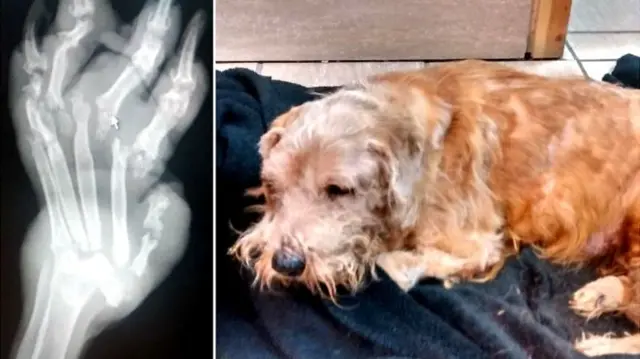 Dog found abandoned with all bones broken in body