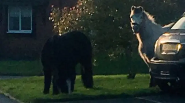 Horses on the loose in Walsall after escaping from fields