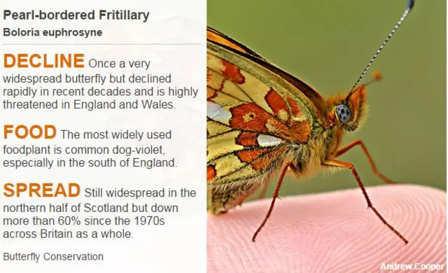 Pear-bordered Fritillary