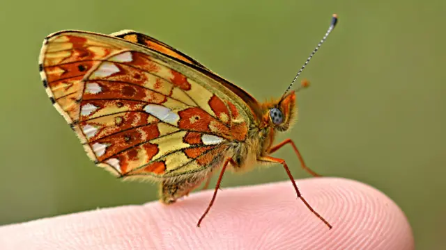 Pearl-bordered Fritillary