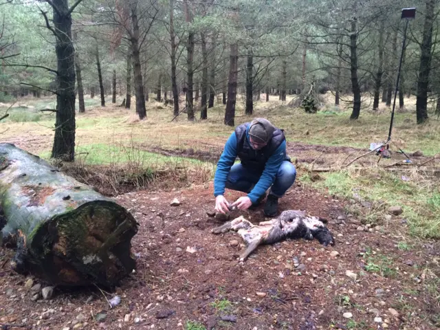 Putting microphone under carcass