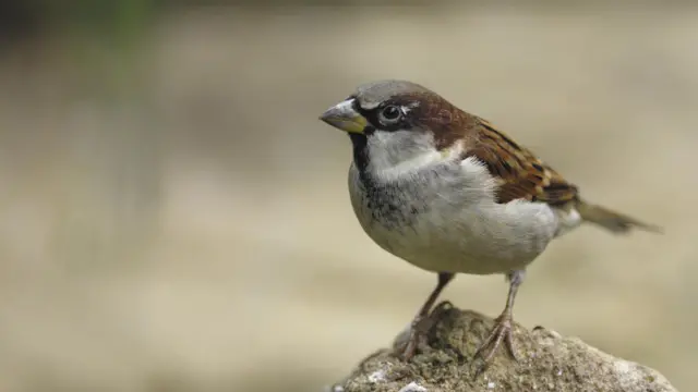 House sparrow, Passer domesticus (credit: Ray Kennedy / rspb-images.com)