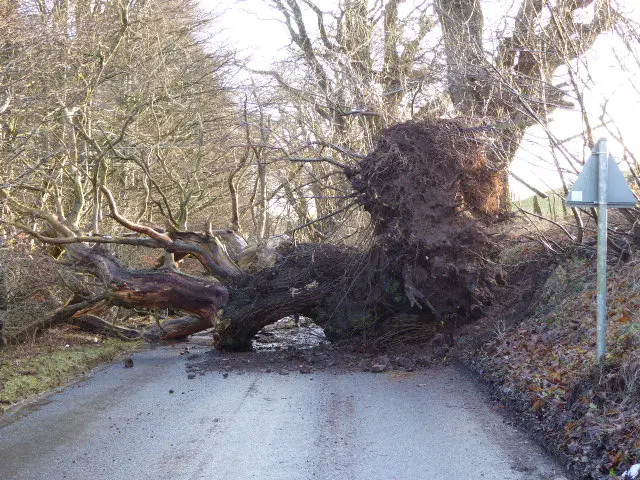 Lorraine Brownbill took this picture of a fallen tree in Crieff