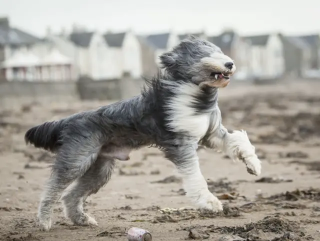 It was walkies with a difference for this dog on Ardrossan beach