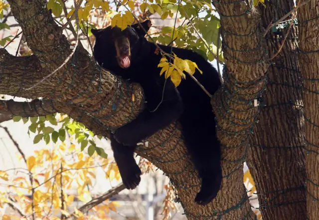 A black bear in a tree