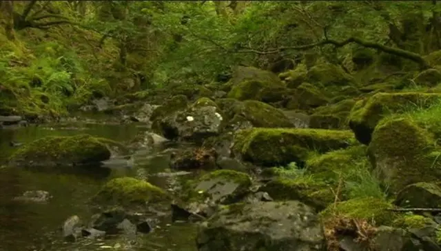 Celtic rainforest Snowdonia