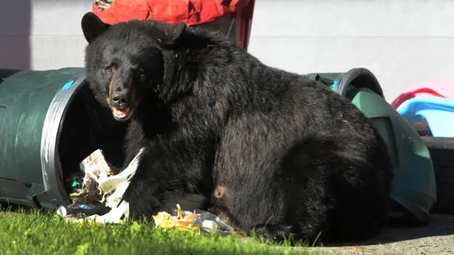 A bear going through a rubbish bin