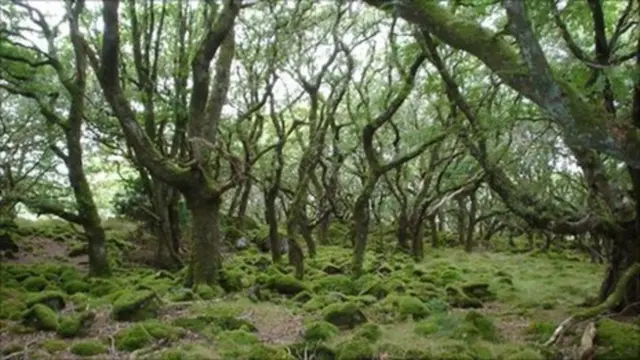 Tree Lungwort