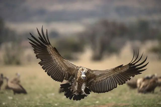 A Cape Vulture spreads its wings as it flies low at the VulPro Vulture Rehabilitation Centre