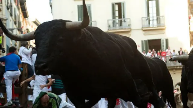 A bull